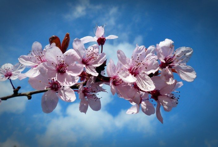 cherry blossom branch blue sky